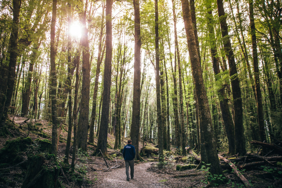 Man walking alone through dense tall forest track 