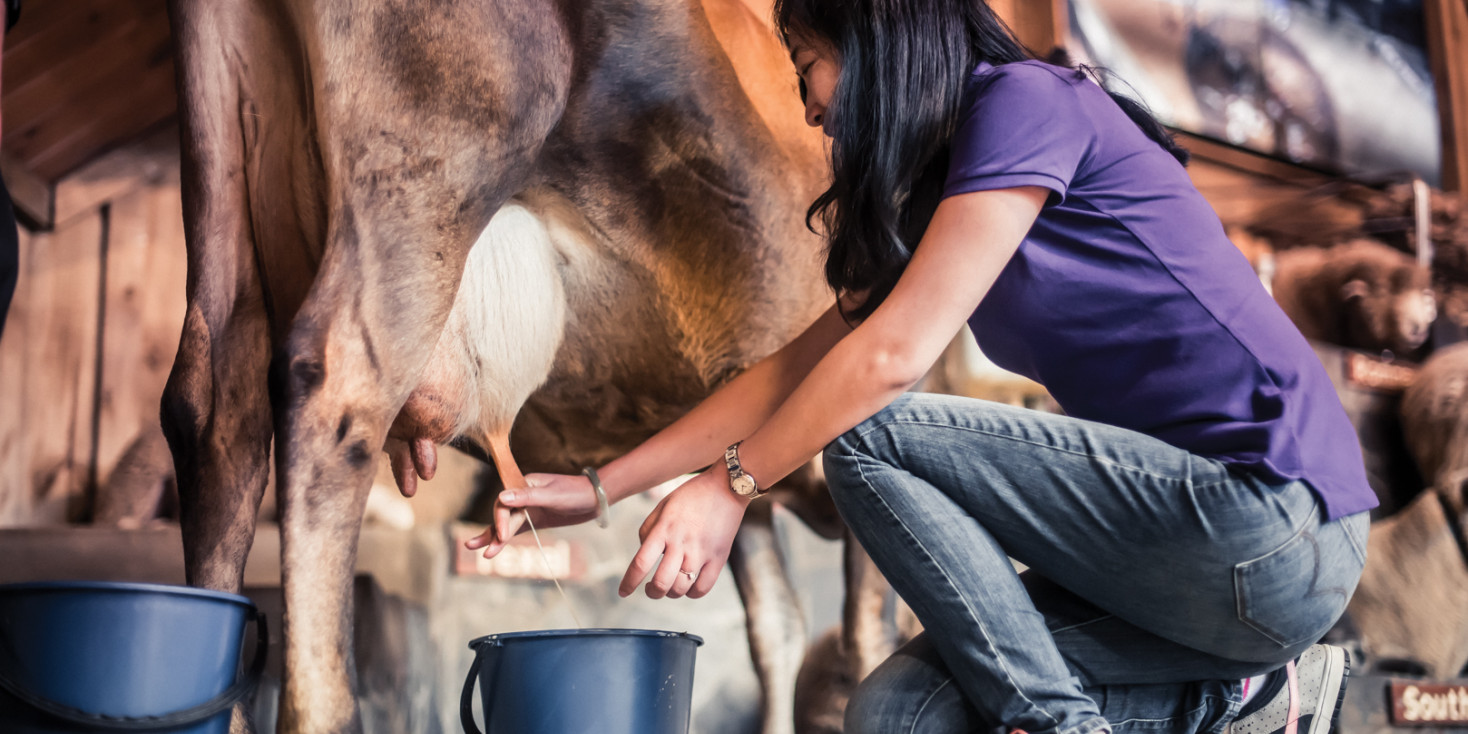 Person knelt down milking cow into bucket