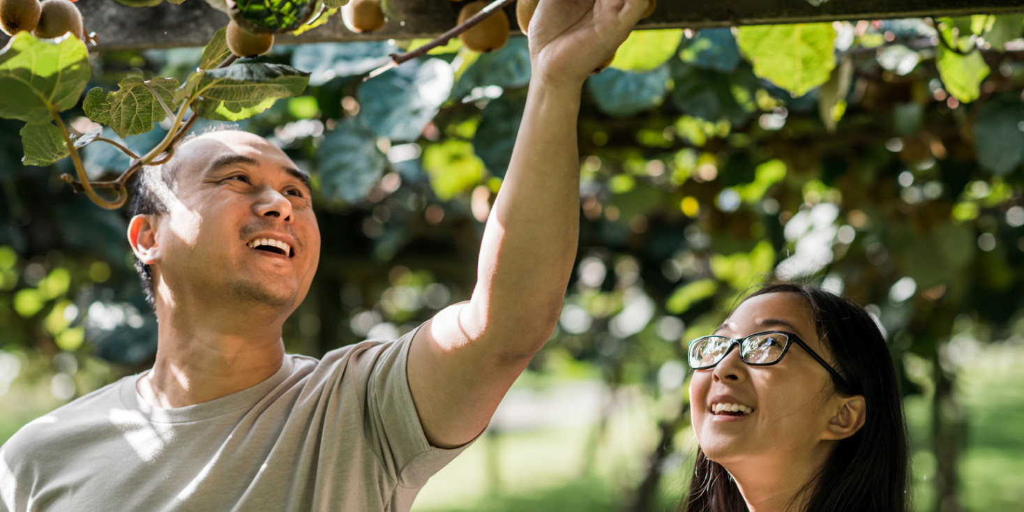 Couple looking up at kiwifruit growing on a vine