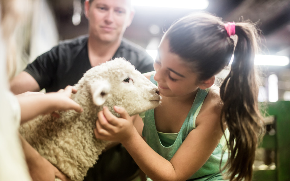 Young girl stroking a lamb