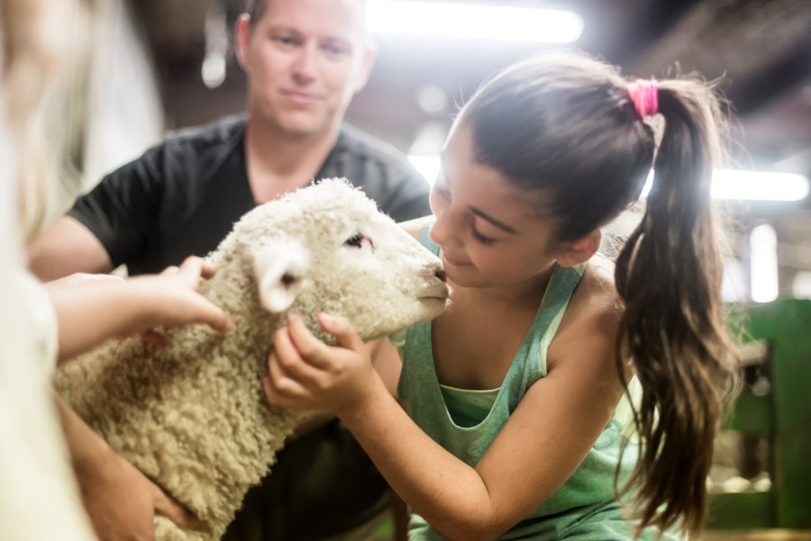 Young girl stroking a lamb