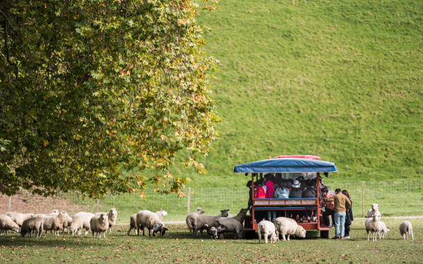 Trailer filled with people in a sheep paddock