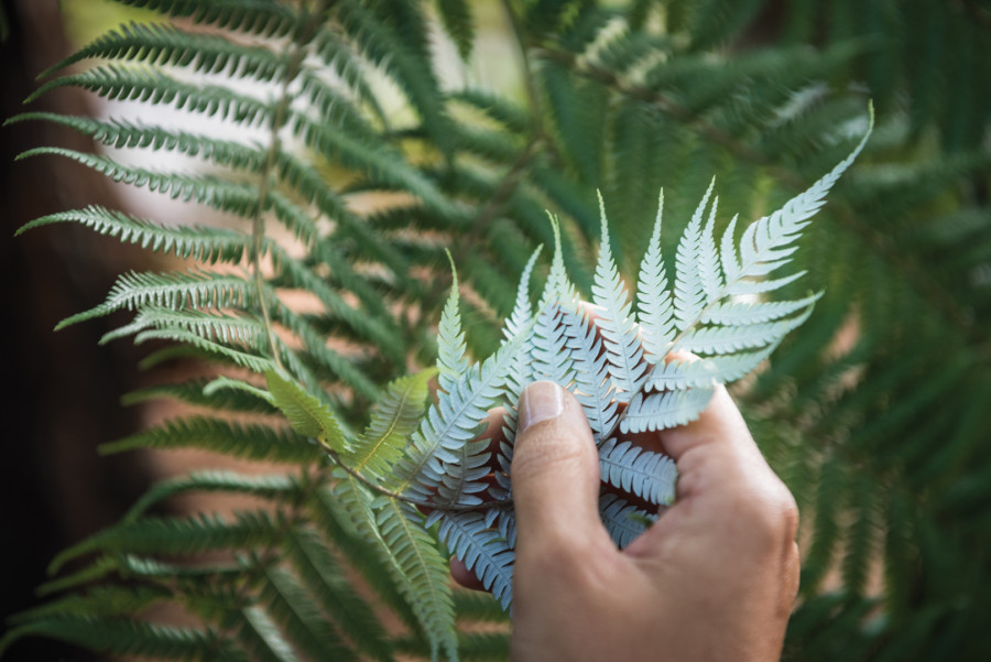 Underside of silver fern leaf