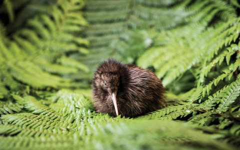 World renowned New Zealand Farm Experience | Ngāi Tahu Tourism