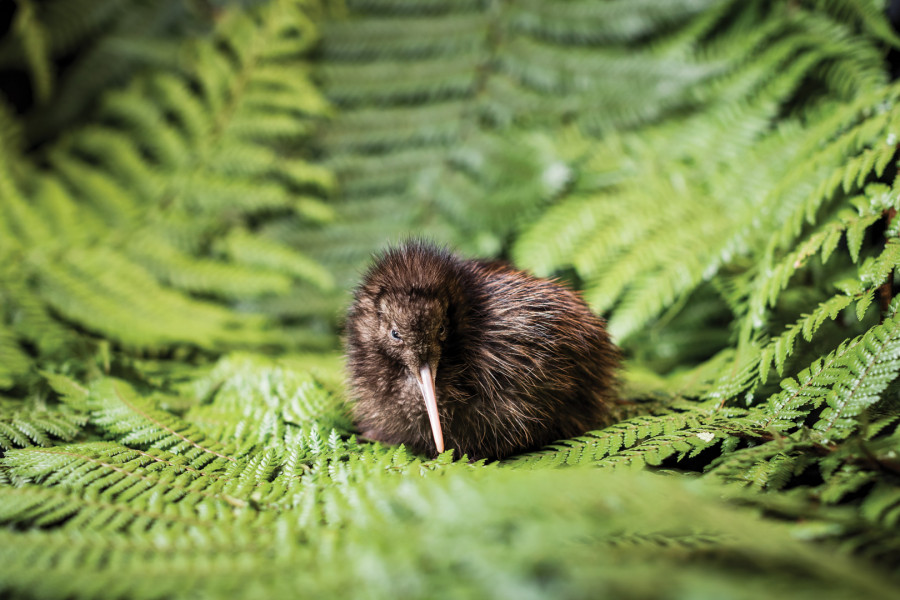 Kiwi chick resting on native fern leaves 