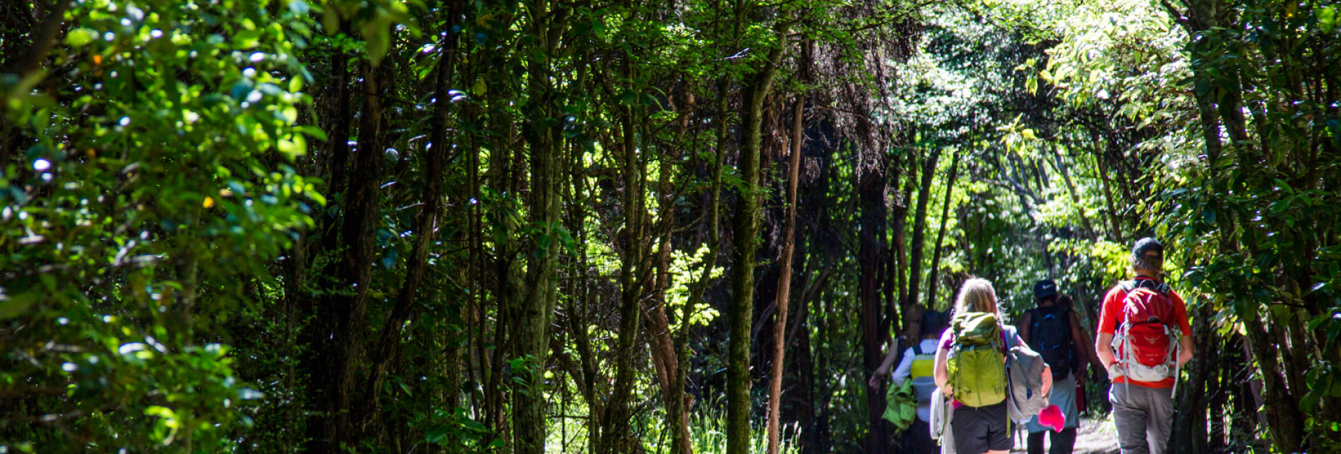 group of hikers walking along forest path